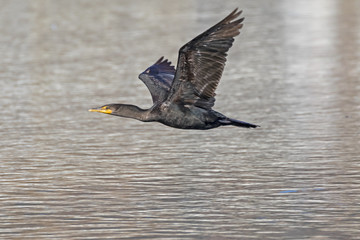 Bird cormorant flying above lagoon
