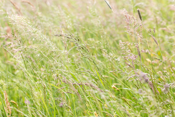 meadow in springtime