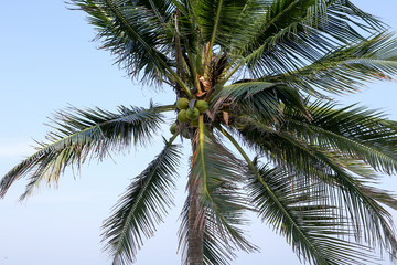 Fototapeta na wymiar Coconut trees with blue sky.