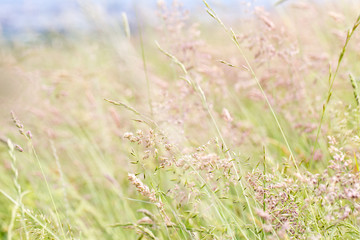 meadow in springtime