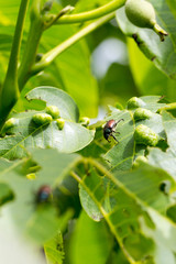 chafer on leaves