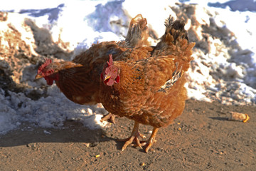 In the courtyard of the chicken