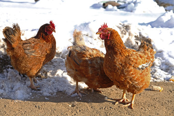 In the courtyard of the chicken