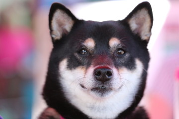 Pink Portrait of a Shiba Inu Dog 