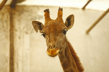 Naklejka premium The giraffe's head features