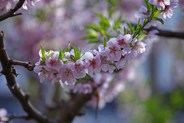 Beautiful peach blossom