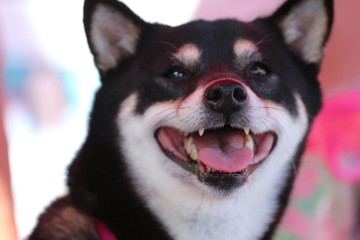 Pink Portrait of a Shiba Inu Dog 