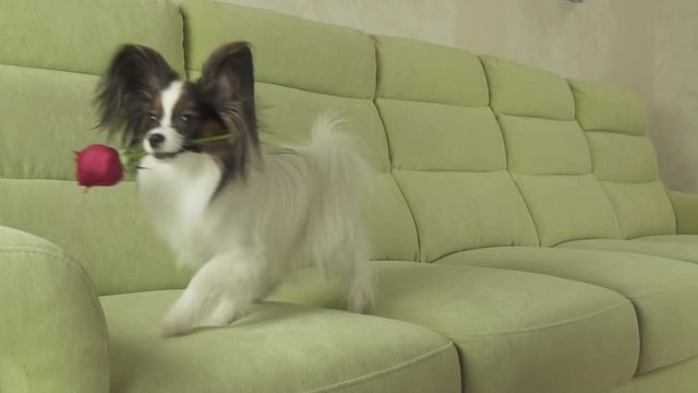 Dog Papillon carries red rose in his mouth in love on valentines day slow motion stock footage video
