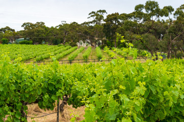 Fototapeta na wymiar Spectacular vinery landscape with greenn grape vine plants