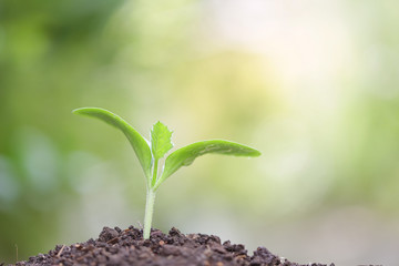 Young tree planting