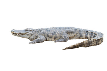 Naklejka premium krokodyl na białym tle