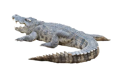 Fotobehang Krokodil crocodile isolated