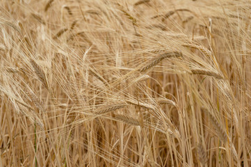 Agriculture nature background of wheat grain plant
