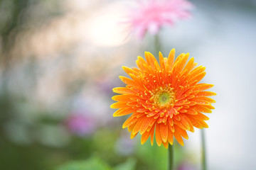 Orange gerbera flower