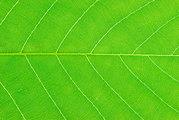 close up on green leaf texture background