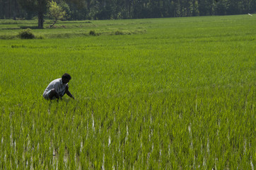 Obraz na płótnie Canvas A farmer working in the rice field