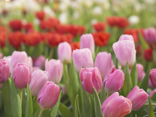 Pink and red color tulips field in nature backyard garden for winter and spring season