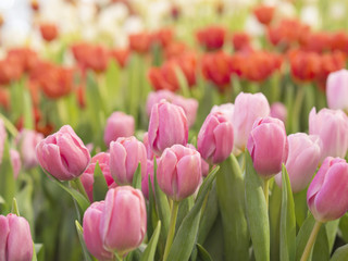 Natural blooming pink and red tulips fields as a common scene in Dutch for beautiful spring background 