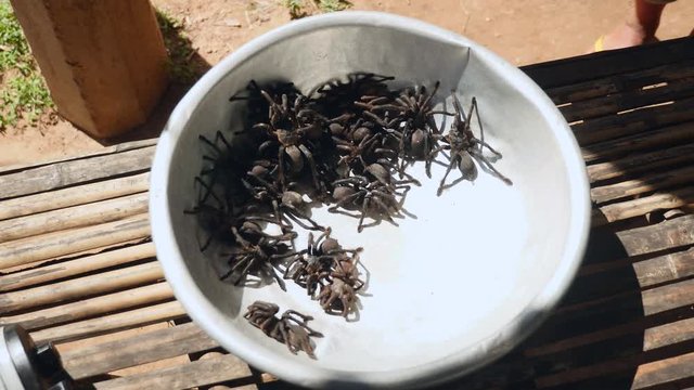  wild caught tarantulas unable to climb out of a basin