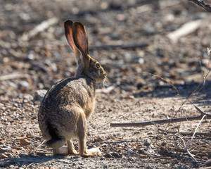 Black-tailed jackrabbit, seen in the wild near a north California marsh 