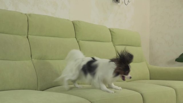 Young dog breeds Papillon Continental Toy Spaniel dog catches big ball and plays slow motion stock footage video