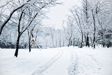 Snow covered forest roads
