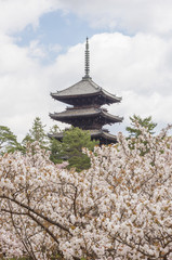 Obraz premium beautiful sakura flower blossom in springtime at Ninna-ji temple, Kyoto, Japan