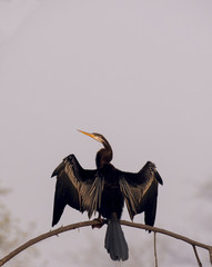 A darter swimming in the lakes of bharatpur bird sanctuary
