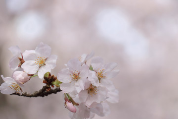 桜の花