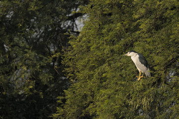 Black crowned night heron sitting on a green perch inside bharatpur bird sanctuary