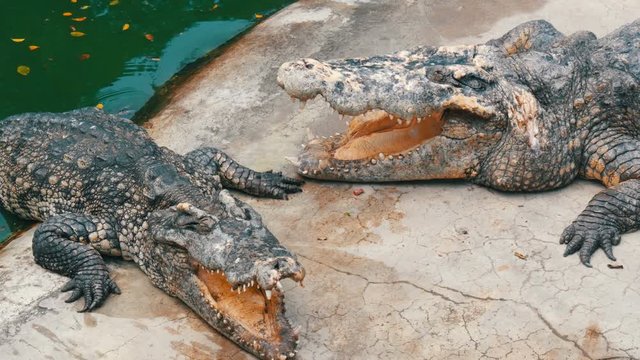 The crocodile lies with open mouth. Crocodile farm in Pattaya, Thailand
