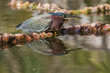 Green heron reflected in pond water