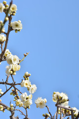 梅の花　青空


