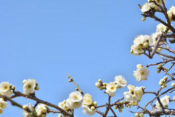 梅の花　青空


