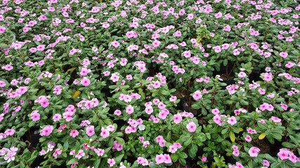 Madagascar periwinkle,Rose periwinkle,vinca in the garden.nature background. foliage variety of colors in garden