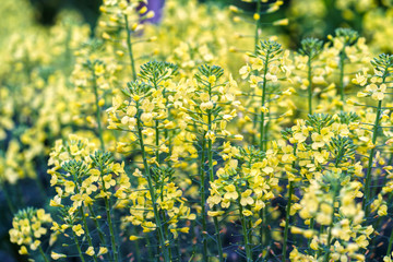 Canola Flowers bloom yellow in the field to create a beautiful yellow flower carpet. This is an oil plant that is good for human health