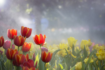 Fototapeta na wymiar Blooming orange and yellow tulips garden with blurred yellow tulips background under sun flare in the mist