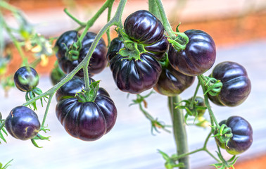 Indigo Rose Black tomato vine ripe in the garden. This type bred from red tomatoes and purple tomatoes are rich in anthocyanins, high antioxidant slows the aging process is very beneficial to humans