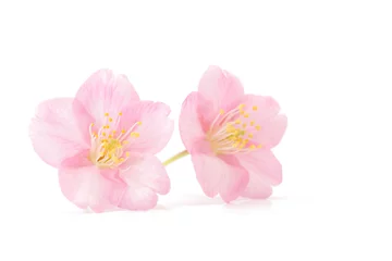 Poster de jardin Fleur de cerisier Sakura fleur printemps fond blanc