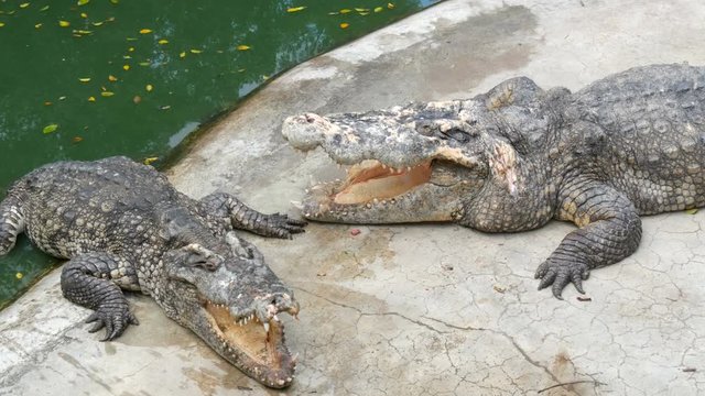 The crocodile lies with open mouth. Crocodile farm in Pattaya, Thailand