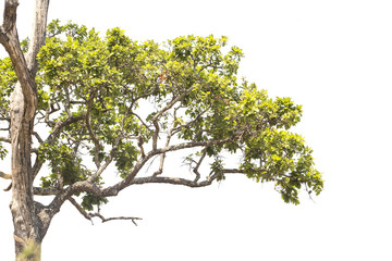 Branch isolated on white background.
