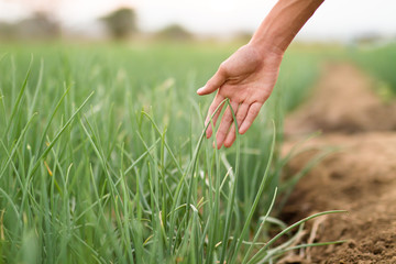 Farmer check his crop plant health by examination plant leaf, looking for insect pests at farm in the morning