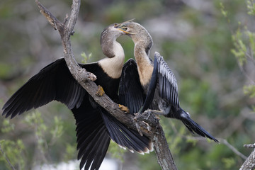 Anhinga chick extracting a partially digested fish from its mother - Venice, Florida