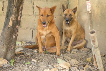 Thai dog  in the garden