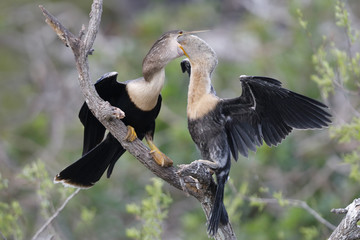 Anhinga - Venice, Florida