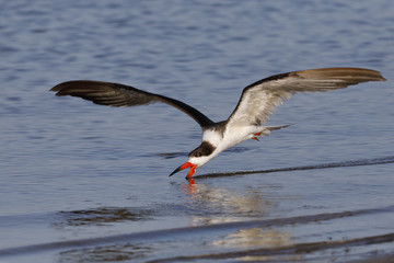 Black Skimmer feeding in flight in the Gulf of Mexico - Crystal River, Florida