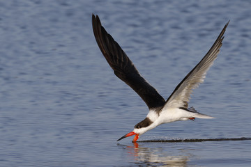 Fototapeta na wymiar Black Skimmer feeding in flight in the Gulf of Mexico - Crystal River, Florida