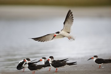 Obraz premium Black Skimmer landing on a Gulf of Mexico beach - Crystal River, Florida