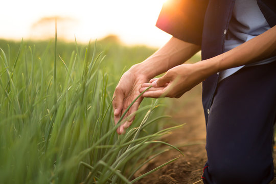 Farmer Check His Crop Plant Health By Examination Plant Leaf, Looking For Insect Pests At Farm In The Morning