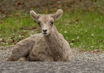 Baby goat sitting on the ground
